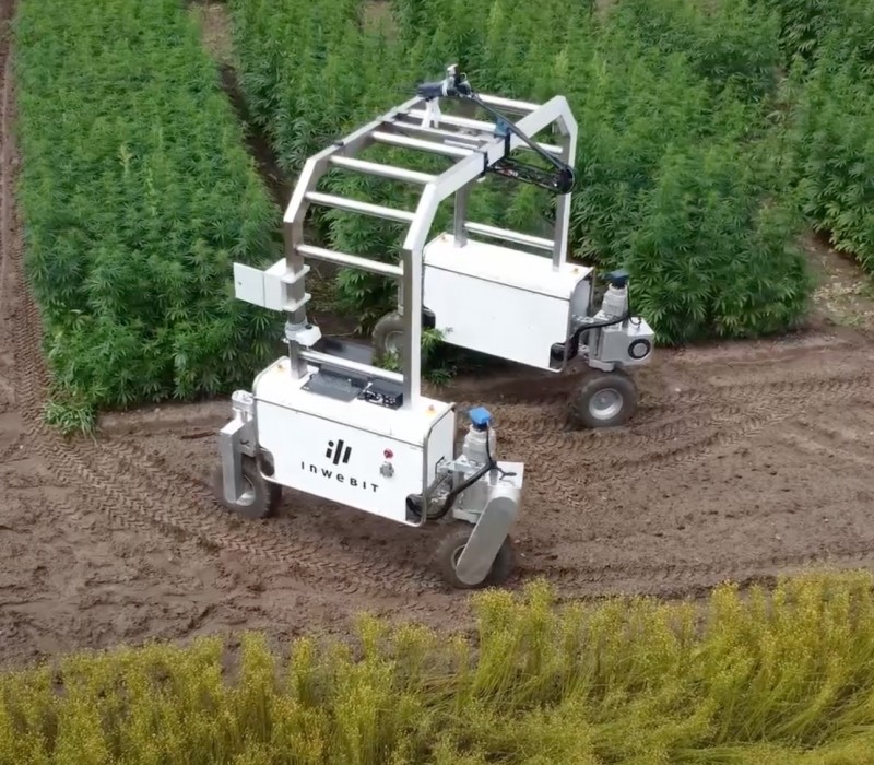 Machine for detecting man flower in hemp